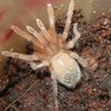 Vartotojo avataras